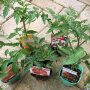 トマト栽培は大きさ、形、色など種類も豊富で初心者向き