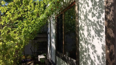 プランターで簡単に育つニガウリは食用と日射対策の二刀流