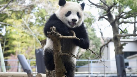 シャンシャン誕生日 大人気・上野動物園SNS“中の人”は誰？