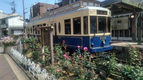 都電「さくらトラム」でバラと菖蒲を鑑賞 5社路線の景観も