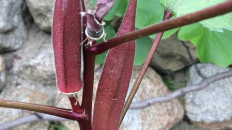 花もおいしい!暑さや乾燥、病害虫にも強いオクラのススメ