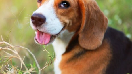 ソーシャルディスタンスでペット需要急増「アニコム」に注目