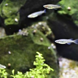 メダカが空前のブーム 素人だって一攫千金は夢じゃない？