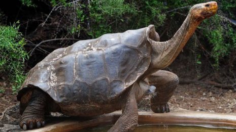 50年間で子孫800匹！“精力絶倫”ゾウガメがついに引退