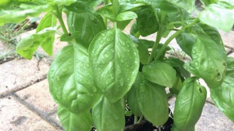 ハーブ苗の1番人気 イタリアンに欠かせないバジルに挑戦！