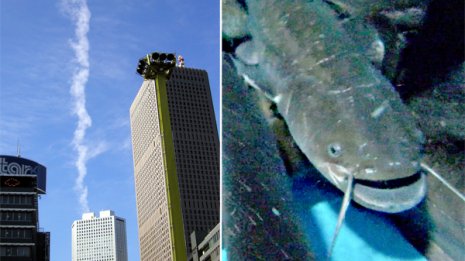 動物の行動や空の変化 大地震予測する宏観異常現象って？