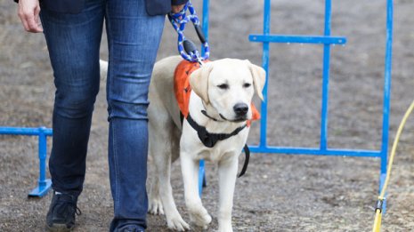 これは差別？犬アレルギーの女性が結婚式の盲導犬列席にNO