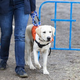 これは差別？犬アレルギーの女性が結婚式の盲導犬列席にNO