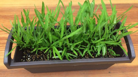 暑さに強く栄養満点!中華の定番クウシンサイを育てよう