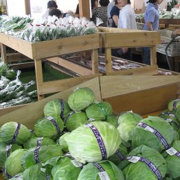 コロナ死亡率「キャベツとキュウリ」で減少を“深堀り”解説