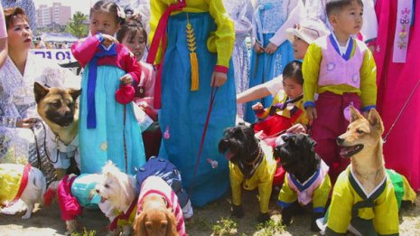 「犬鍋」は栄養価が高く夏バテ解消に効くも…現在は衰退