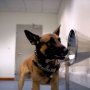 犬が新型コロナ感染者を探知！ ドバイ空港で成功率は91％