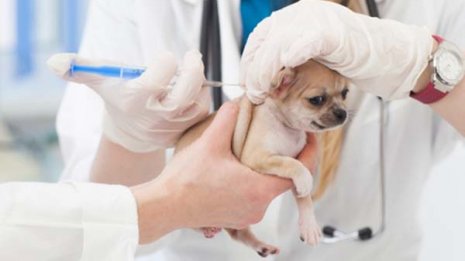 致死率100％もコロナで予防接種半減…迫る“狂犬病”の恐怖