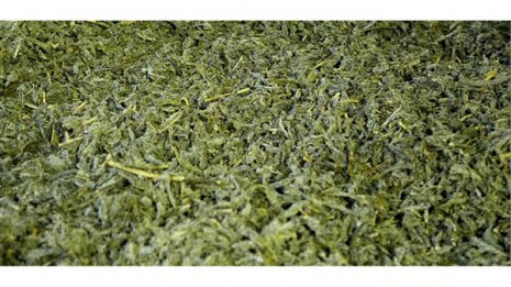 精子の異常も改善 茶葉との融合でとんでもない効果が