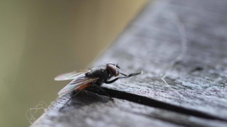 うるさいハエを電撃殺虫機で始末しようとしたらドカーン!