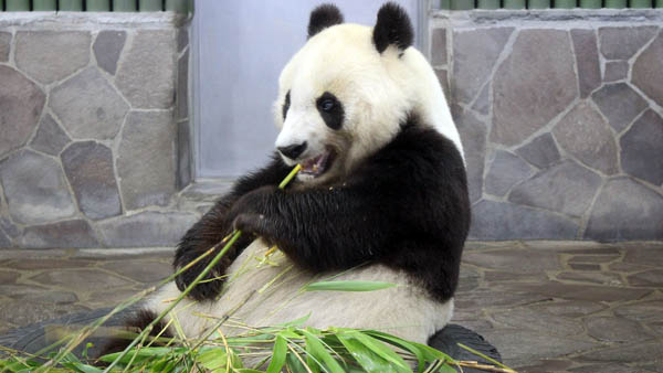 神戸市・王子動物園のパンダ「タンタン」／（提供写真）