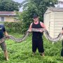 全長5.7メートル！フロリダ州で超大型ニシキヘビを捕獲