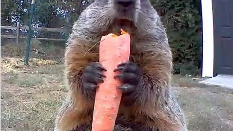 まさに発想の転換!家庭菜園を荒らす天敵がSNSで大人気に