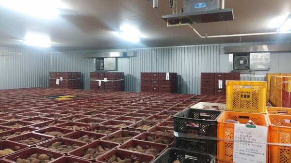 エチレンガス換気システムが稼働している安納芋の倉庫内の様子（提供写真）
