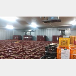 エチレンガス換気システムが稼働している安納芋の倉庫内の様子（提供写真）