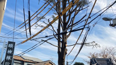 谷中のパン屋 樹齢100年のヒマラヤ杉を切った店主の胸中