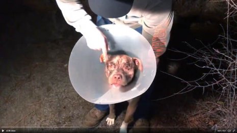 愛犬の頭にガブリ！体重160kgのクマを男性素手で殴り撃退