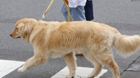 コロナ禍の自粛生活に光明も…ペットは想定よりお金かかる