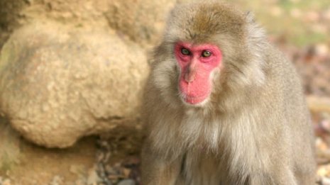 女性が政治や社会の話をすると絡んでくる“自称保守”の人々