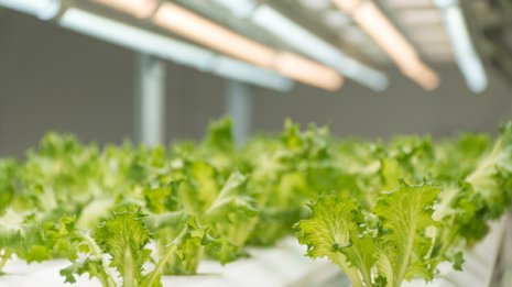 それならば農薬を使わない植物工場の野菜は健康的なのか?