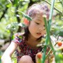 農薬多いのはホウレンソウ、トマト、レタス…子供は有機を