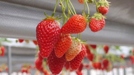 農薬漬けになりやすい果物はイチゴやブドウ…その理由は?