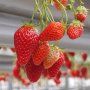 農薬漬けになりやすい果物はイチゴやブドウ…その理由は？