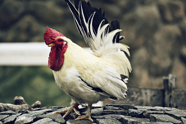 鶏に卵を産ませ…（写真はイメージ）