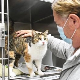 飼い主の命日直前 災害で行方不明の猫と3年ぶり奇跡の再会