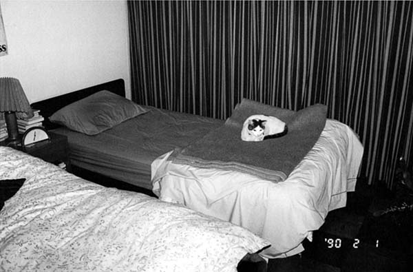 ベッドの上のチロ「センチメンタルな旅・冬の旅」から（1990年撮影）