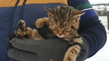 雪原の“捨て猫”は絶滅危惧種のヤマネコ!後日談が話題に