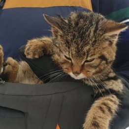 雪原の“捨て猫”は絶滅危惧種のヤマネコ！後日談が話題に