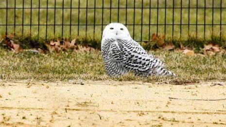 131年ぶり！NYセントラルパークでシロフクロウの目撃情報