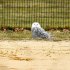 ニューヨーク市公園・リクリエーション局のフェイスブックから