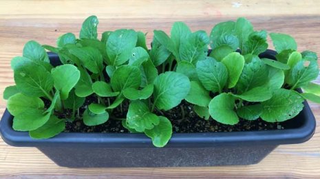 500円で始める家庭菜園 園芸研究家はたあきひろ氏が指南