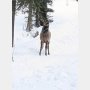 鹿が雪崩に巻き込まれた！目撃者の“奇跡の救出劇”が話題に