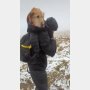 アイルランドの雪山で愛犬が迷子…諦めかけた2週間後に！