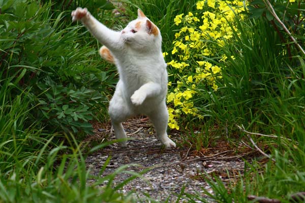 ⑦－１「春が来た」  早春に咲く花を背景にのびのび散歩する猫や虫と戯れる猫で「春」を表現（撮影）芳澤ルミ子