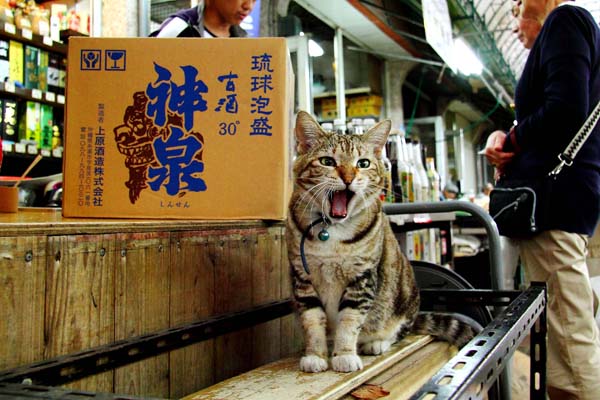 ⑤－１賑わう市場の招き猫（撮影）芳澤ルミ子