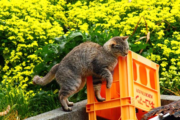 ⑦－２「春が来た」  早春に咲く花を背景にのびのび散歩する猫や虫と戯れる猫で「春」を表現撮影：芳澤ルミ子