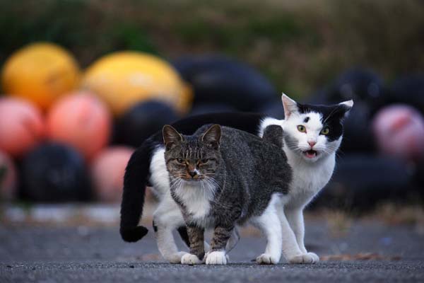 ④－１ NG例。行き荒く猫目線で這いつくばるカメラマンを見て驚く猫と引いてる猫（撮影）芳澤ルミ子