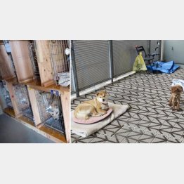2016年熊本地震時の避難状況２（1匹ずつケージに入れて保護。飼い主と離れ離れで鳴き声も絶えない＝左。体育館ベランダをペット占有居住区に。環境のストレスからペット同士の争いも＝右）／（提供写真）