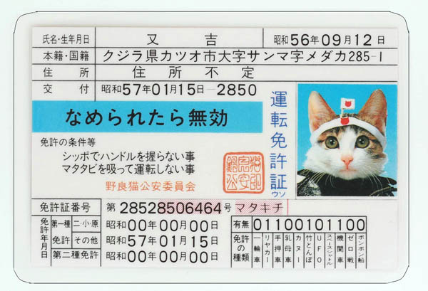 なめ猫免許証（又吉）　（Ｃ）SATORU TSUDA／禁・複写&転載
