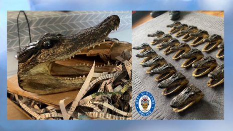 家宅捜索でワニの頭80個押収！英バーミンガム郊外の“怪”