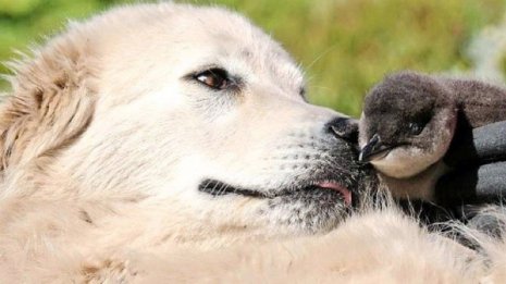 世界最小ペンギンを絶滅から救ったのは小さな島の牧羊犬！